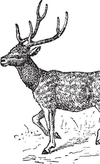 Иллюстрация к книге — Живые домики. С вопросами и ответами для почемучек [_73.jpg]