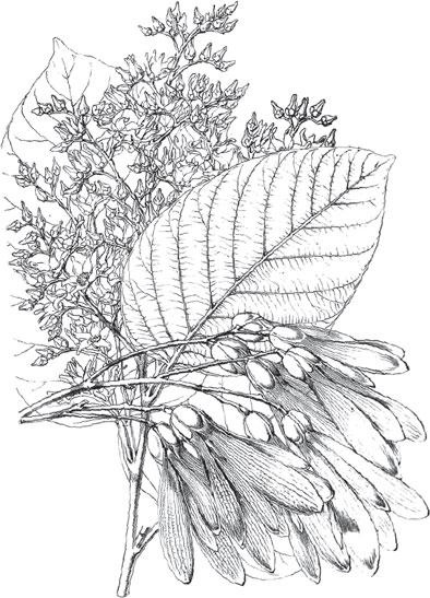 Иллюстрация к книге — Живые домики. С вопросами и ответами для почемучек [_74.jpg]