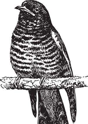 Иллюстрация к книге — Живые домики. С вопросами и ответами для почемучек [_76.jpg]