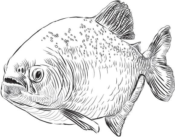 Иллюстрация к книге — Живые домики. С вопросами и ответами для почемучек [_8.jpg]