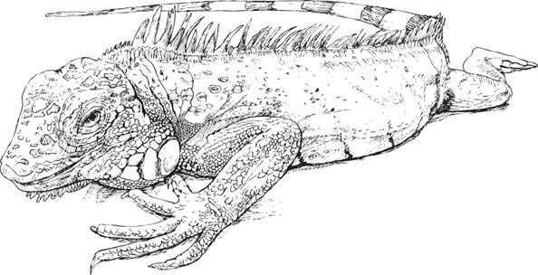 Иллюстрация к книге — Живые домики. С вопросами и ответами для почемучек [_85.jpg]