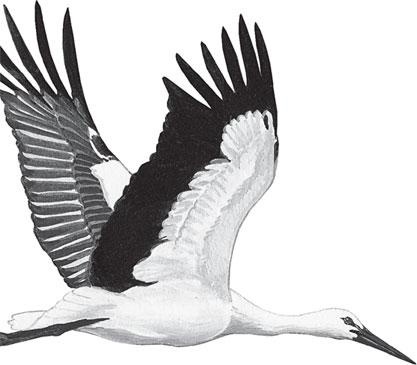 Иллюстрация к книге — Живые домики. С вопросами и ответами для почемучек [_87.jpg]