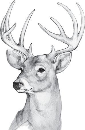 Иллюстрация к книге — Живые домики. С вопросами и ответами для почемучек [_89.jpg]