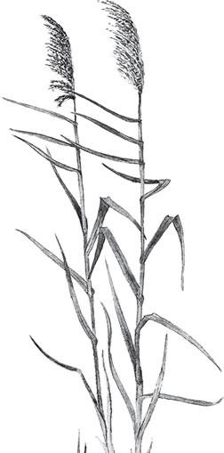 Иллюстрация к книге — Живые домики. С вопросами и ответами для почемучек [_90.jpg]