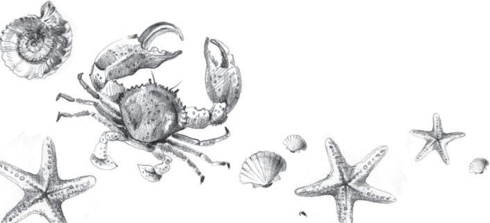 Иллюстрация к книге — Живые домики. С вопросами и ответами для почемучек [_91.jpg]