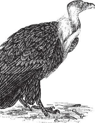 Иллюстрация к книге — Живые домики. С вопросами и ответами для почемучек [_95.jpg]