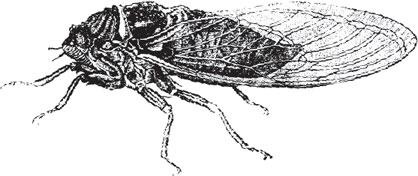 Иллюстрация к книге — Живые домики. С вопросами и ответами для почемучек [_97.jpg]