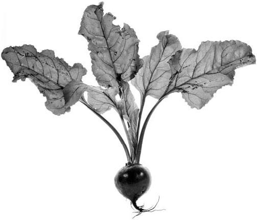 Иллюстрация к книге — Новый счетчик калорий [_40.jpg]