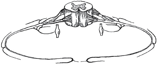 Иллюстрация к книге — Грыжа позвоночника. Безоперационное лечение и профилактика [_018.jpg]