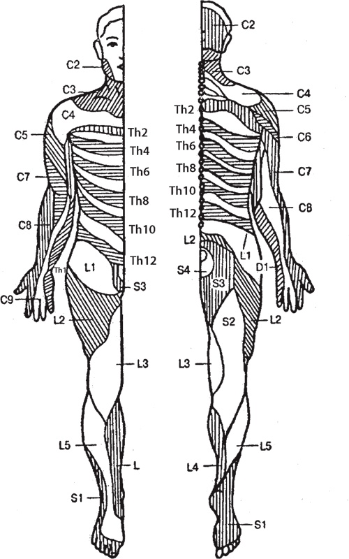 Иллюстрация к книге — Атлас. Практический массаж [i_041.jpg]