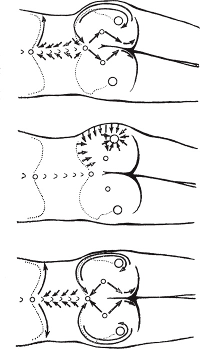 Иллюстрация к книге — Атлас. Практический массаж [i_062.jpg]