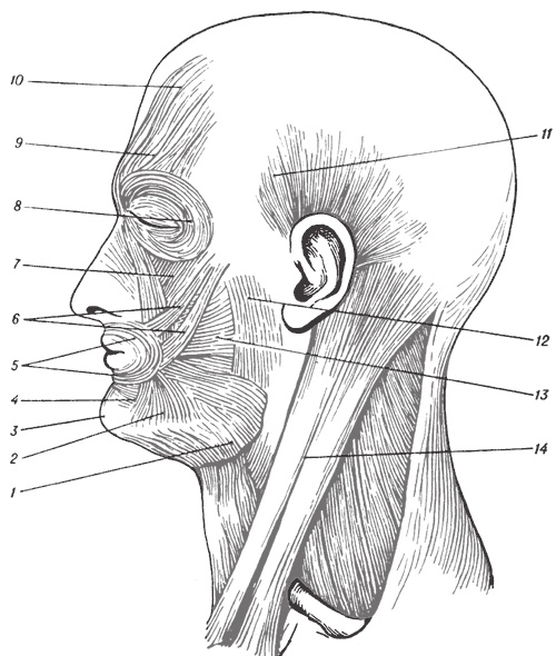 Иллюстрация к книге — Атлас. Практический массаж [i_142.jpg]