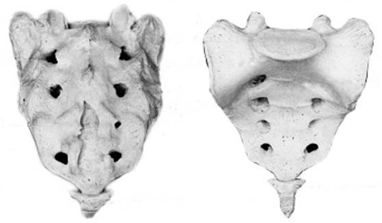 Иллюстрация к книге — Ария для спины. Авторская программа против боли в суставах [i_004.jpg]