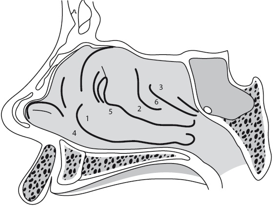 Иллюстрация к книге — Насморк. Как вылечить быстро и эффективно [i_002.jpg]