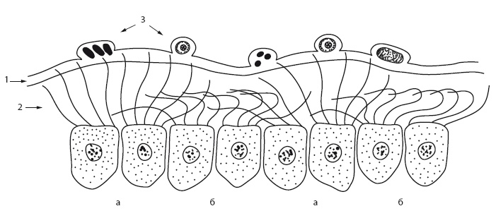 Иллюстрация к книге — Насморк. Как вылечить быстро и эффективно [i_007.jpg]