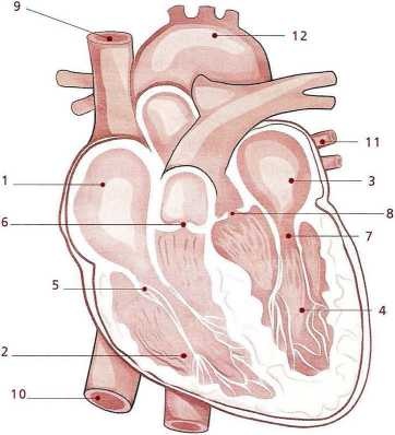 Иллюстрация к книге — Книга о теле [image32.jpg]