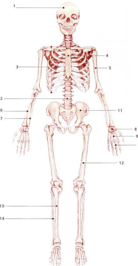Иллюстрация к книге — Книга о теле [image33.jpg]