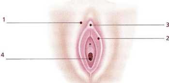 Иллюстрация к книге — Книга о теле [image37.jpg]