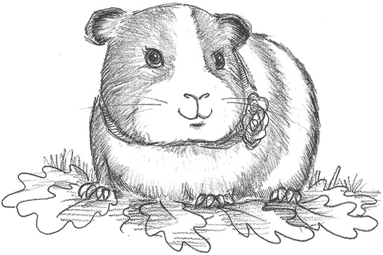 Иллюстрация к книге — Морская свинка Рози, или Тайна ветра [i_002.jpg]