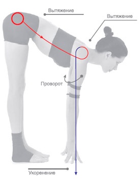 Иллюстрация к книге — Энергетика йоги. Практический курс [i_015.jpg]