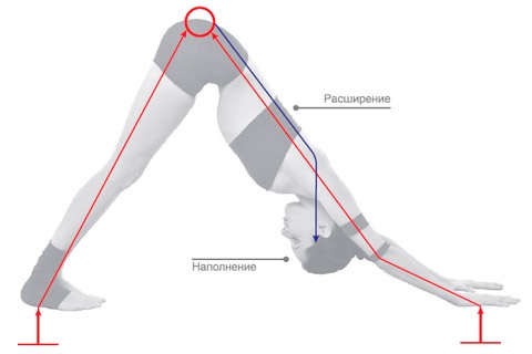 Иллюстрация к книге — Энергетика йоги. Практический курс [i_033.jpg]