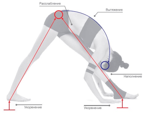 Иллюстрация к книге — Энергетика йоги. Практический курс [i_049.jpg]