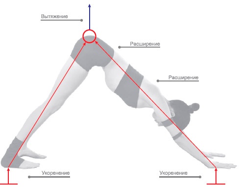 Иллюстрация к книге — Энергетика йоги. Практический курс [i_059.jpg]