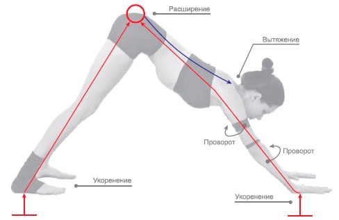 Иллюстрация к книге — Энергетика йоги. Практический курс [i_067.jpg]