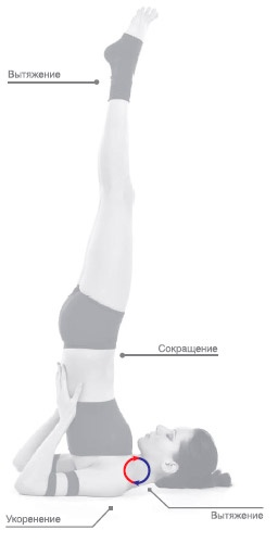 Иллюстрация к книге — Энергетика йоги. Практический курс [i_155.jpg]