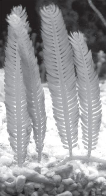 Иллюстрация к книге — Водоросли: исцели свою болезнь! Природная кладовая витаминов и биологически активных веществ [i_001.jpg]