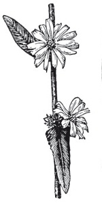 Иллюстрация к книге — Полезнее, чем женьшень! Цикорий - великий целитель. Уникальное лекарство 21 века [Autogen_eBook_id50.jpg]