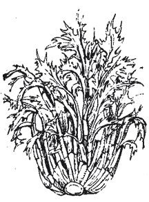 Иллюстрация к книге — Полезнее, чем женьшень! Цикорий - великий целитель. Уникальное лекарство 21 века [Autogen_eBook_id53.jpg]