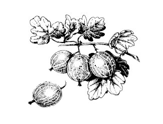 Иллюстрация к книге — Лечимся едой. 200 лучших рецептов для диабетиков. Советы, рекомендации [i_001.jpg]