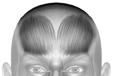 Иллюстрация к книге — Биогимнастика для лица: система фейсмионика [i_006.jpg]