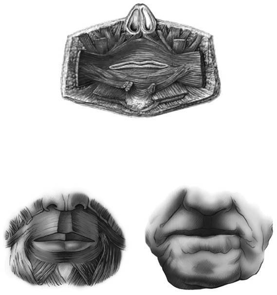 Иллюстрация к книге — Биогимнастика для лица: система фейсмионика [i_008.jpg]