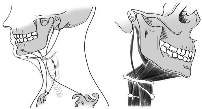 Иллюстрация к книге — Биогимнастика для лица: система фейсмионика [i_023.jpg]