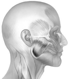 Иллюстрация к книге — Биогимнастика для лица: система фейсмионика [i_029.jpg]