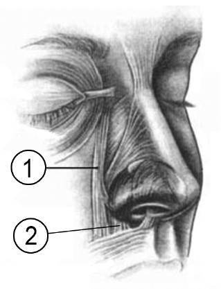 Иллюстрация к книге — Биогимнастика для лица: система фейсмионика [i_046.jpg]