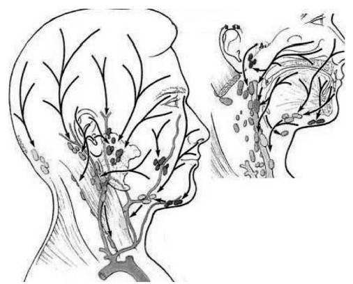 Иллюстрация к книге — Биогимнастика для лица: система фейсмионика [i_069.jpg]