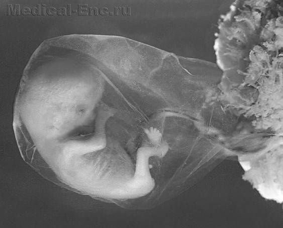 Иллюстрация к книге — Биогимнастика для лица: система фейсмионика [i_075.jpg]