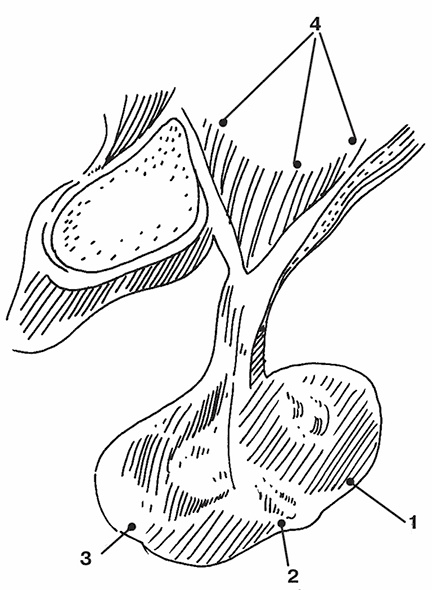 Иллюстрация к книге — Система здоровья Нормана Уокера [i_003.jpg]