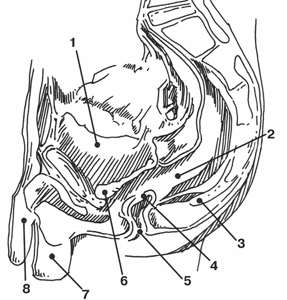 Иллюстрация к книге — Система здоровья Нормана Уокера [i_005.jpg]
