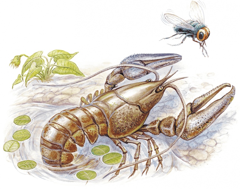 Иллюстрация к книге — Приключения Муравьишки [i_014.jpg]