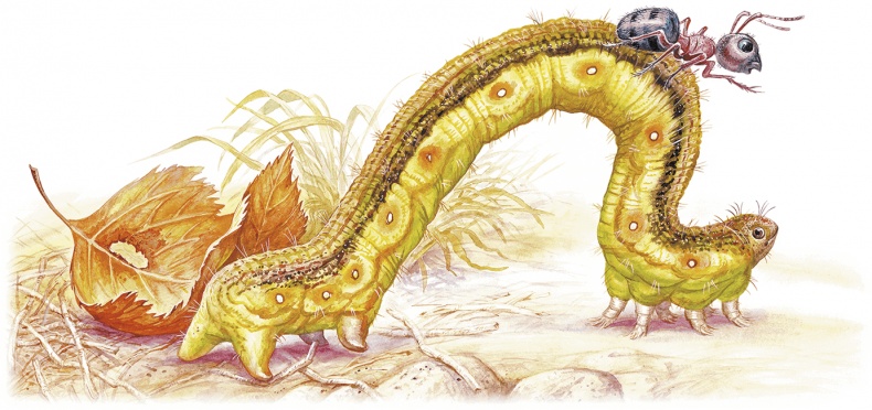 Иллюстрация к книге — Приключения Муравьишки [i_020.jpg]