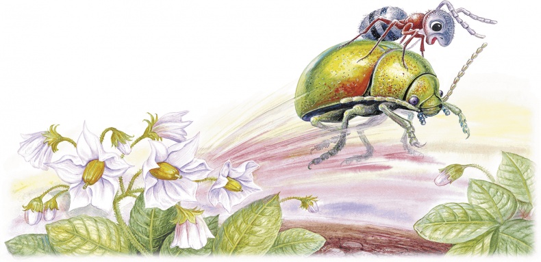 Иллюстрация к книге — Приключения Муравьишки [i_023.jpg]