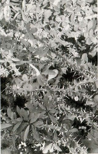 Иллюстрация к книге — Эротоэнциклопедия [i_016.jpg]