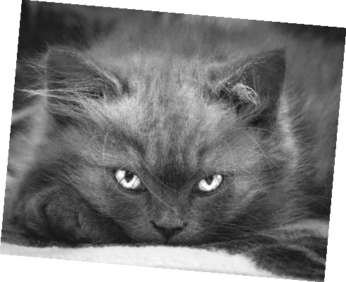 Иллюстрация к книге — Как стать звездой YouTube. ЛюсиЛюкс: Сетевая катастрофа [_051_4.jpg]