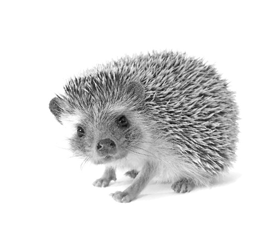 Иллюстрация к книге — Как стать звездой YouTube. ЛюсиЛюкс: Сетевая катастрофа [_062_4.jpg]