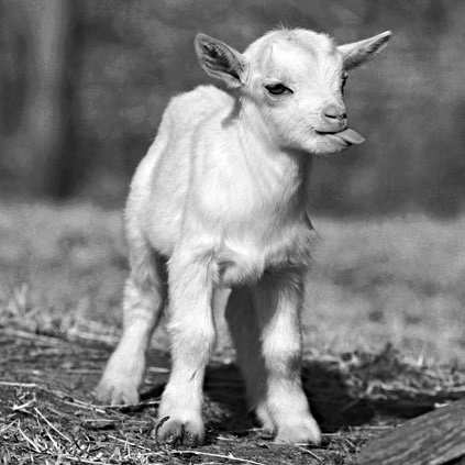 Иллюстрация к книге — Как стать звездой YouTube. ЛюсиЛюкс: Сетевая катастрофа [_093_2.jpg]