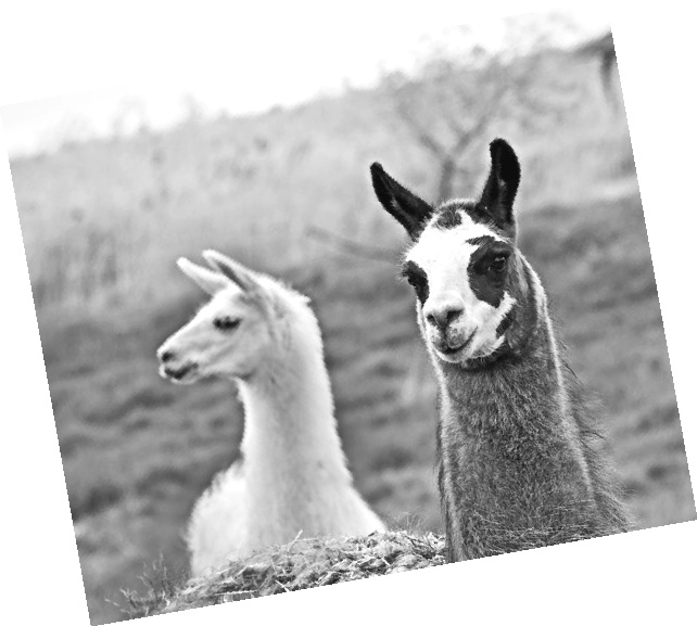 Иллюстрация к книге — Как стать звездой YouTube. ЛюсиЛюкс: Сетевая катастрофа [_094_6.jpg]